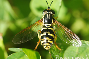 Chrysotoxum elegans